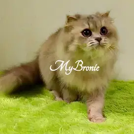 Kucing scottish highland fold anakan import betina