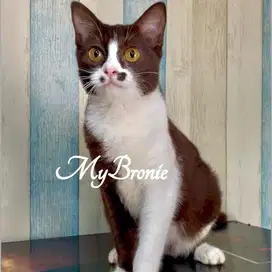 Kucing scottish straight chocolate bicolor betina