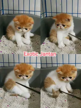 Kitten Exotic Peaknose Jantan