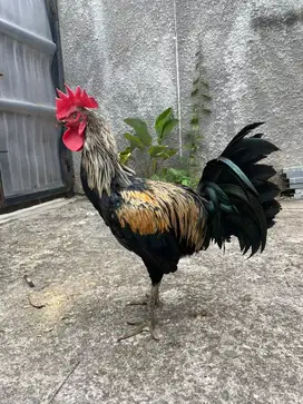Ayam Pelung Jago jantan