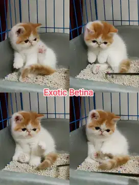 Kitten exotic peaknose betina