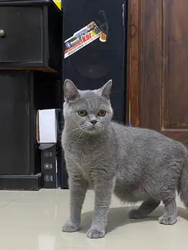 KUCING BSH PERANAKAN PED