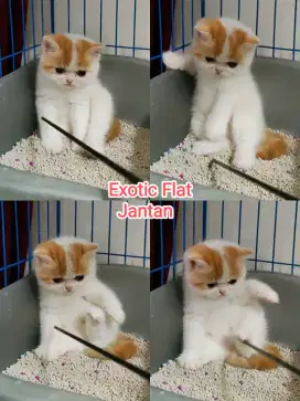 Kitten exotic flatnose Jantan