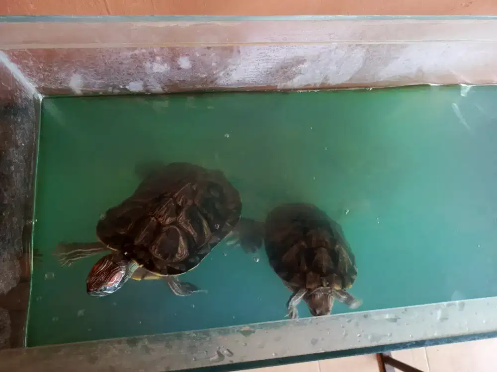 Kura kura jantan dan betina