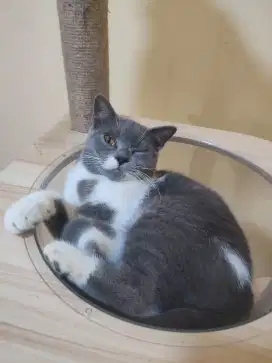 BSH Bicolour Blue Jantan 6 Bulan (Lepas Cepat Mau Pensi)