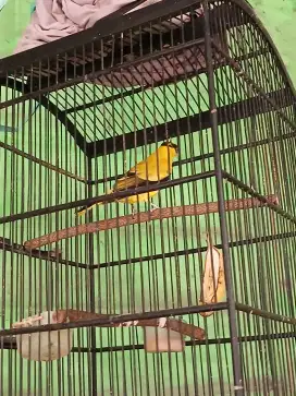 Jual cepat burung kepodang bunyi