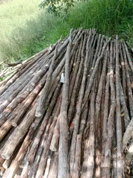 Dijual kayu hutan gsan me olah dak