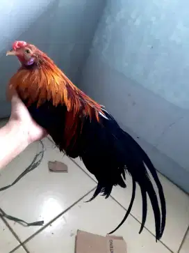 Ayam Ga tre tan chau merah
