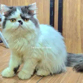 Kucing Kitten Persia Peaknose Extreme Jantan