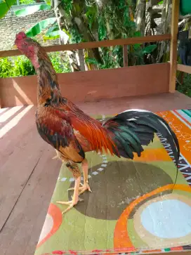 Ayam jago Siam Pama