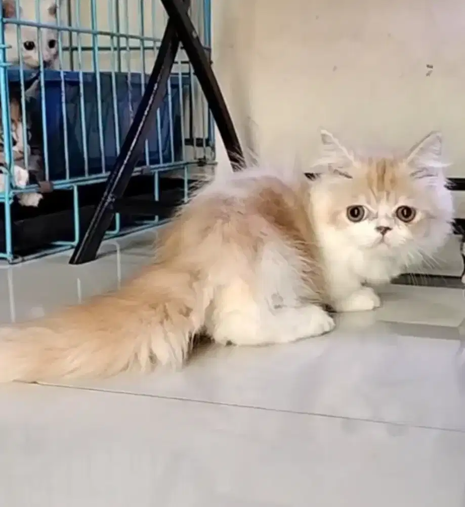 Munchkin cebol kaki pendek jantan peaknose ganteeng