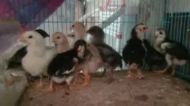 Anak ayam kampung