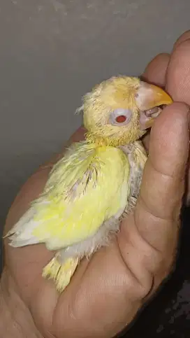 Lovebird biola Creamino MM