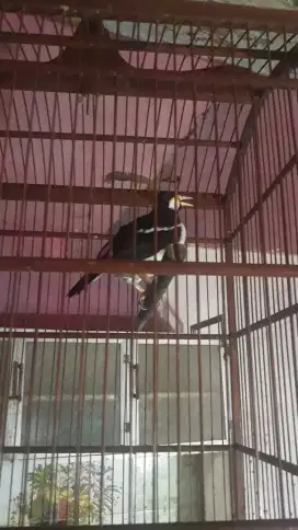 jalak suren jawa mulus