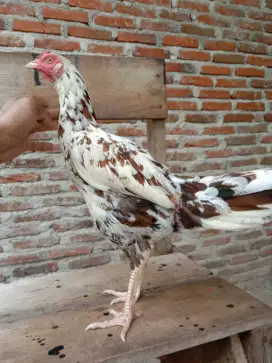 Ayam betina 2 ekor 230