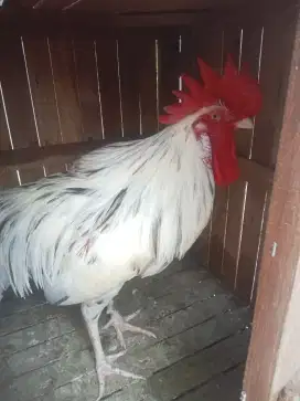 Ayam pelung jumbo