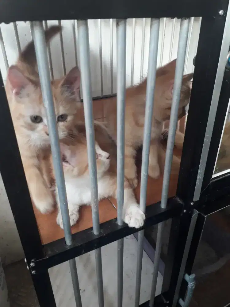 Kitten usia 3 Bulan