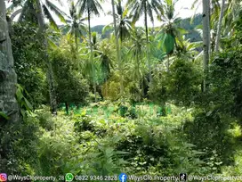 DIJUAL CEPAT TANAH PERKEBUNAN MURAH LIKUPANG, HARGA DI BAWAH PASARAN