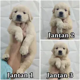 Golden retriever jantan & betina puppy