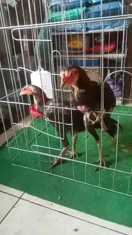 Ayam muda bk mangon kaki hijau