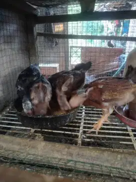 Anak ayam kampungan