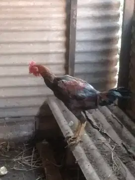 Ayam jantan kampung