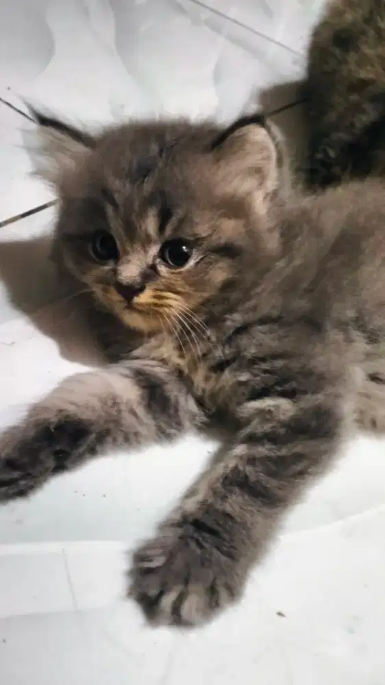 Kucing Persia ekor kemoceng