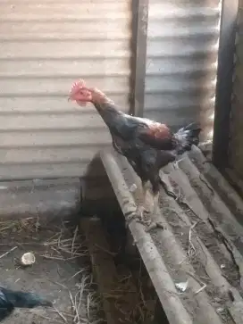 Ayam janggaran kampung