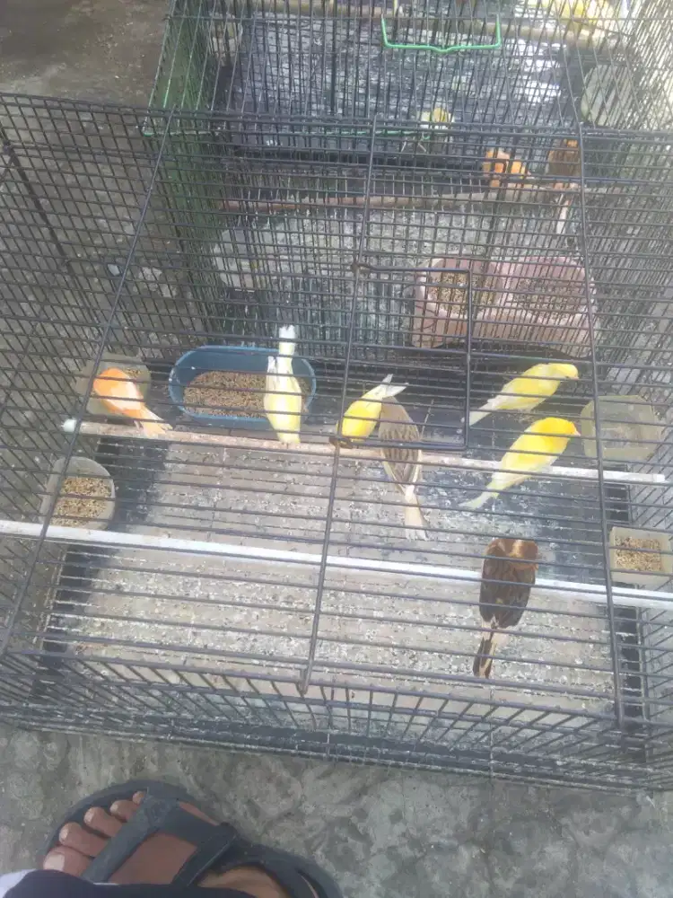 Kenari jantan dan betina