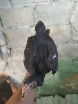Ayam Bangkok petarung