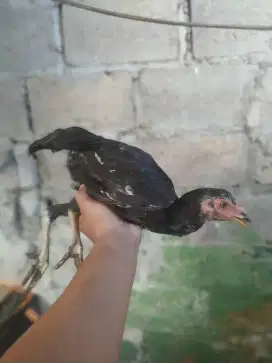 Bangkok cewean gede