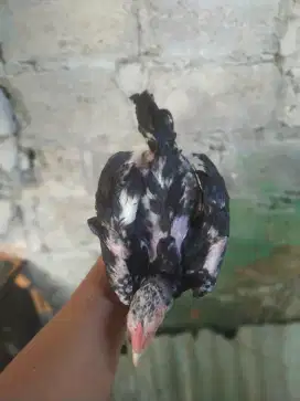 Ayam Bangkok jantan