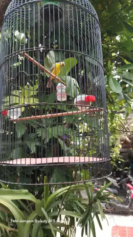 Brung mozambik gacor