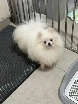 Jual Anjing Minipom Super High Quality
