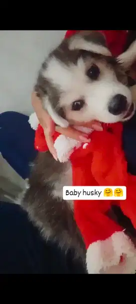 Siberian husky jantan 2bulan 3 minggu