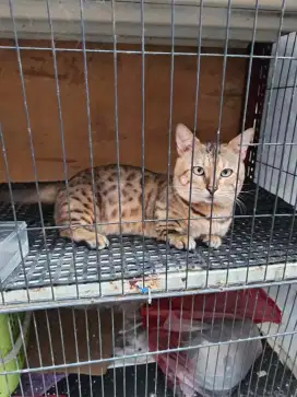Kucing munchkin jantan