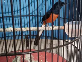 Murai batu medan 3x mabung harian rajin