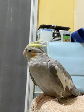 Falk / cockatiel cinnamon
