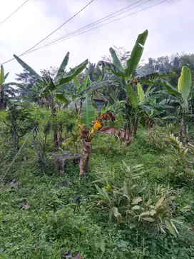 Tanah Murah Cocok Untuk Investasi di Limbangan Kendal