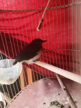 Trotol Murai Kaki Hitam