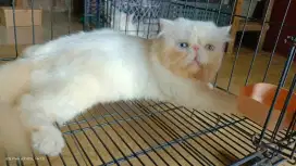 Over adop kucing peaknose