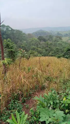 di jual tanah kebun murah di waluran sukabumi