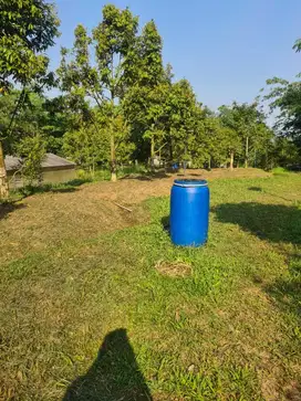kebun duriaan siap panen harga terjun payung