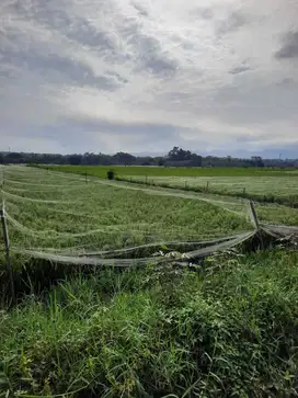 Sawah Produktif Mangliawan Pakis Belakang Wijaya