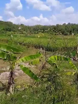 Tanah Sambi 2hektar, Ld  60Mt, dekat jalan Bangak - Simo, Boyolali