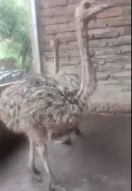 sepasang burung raksasa ostrich 3 bulanan tinggi 1 koleksian exotik ok