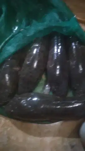 IKAN GABUS per ekor  BERAT HAMPIR 2 KG