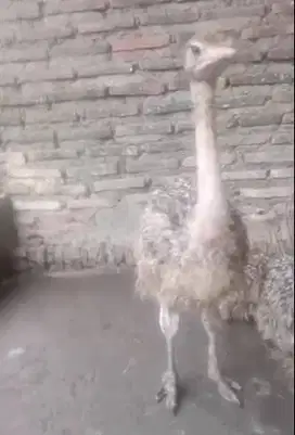 sepasang burung raksasa ostrcih 3 bulanan koleksian exotik unik manteb