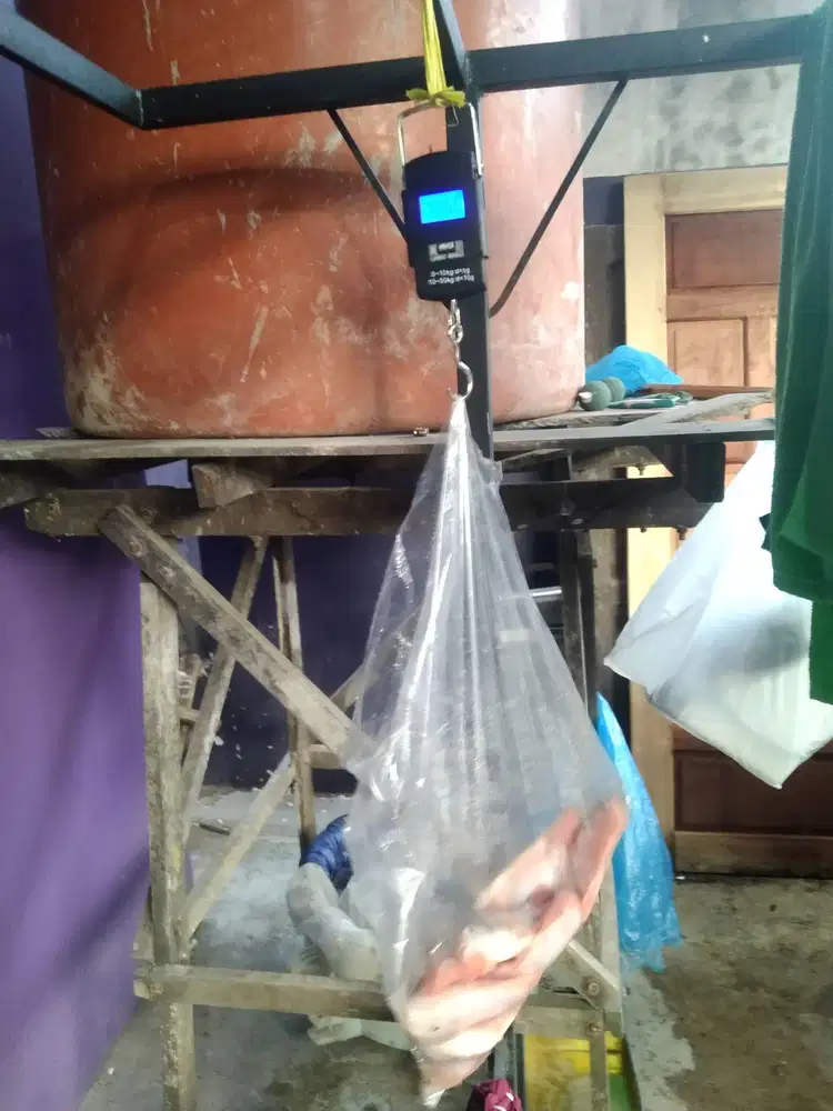 Ikan Nila Merah