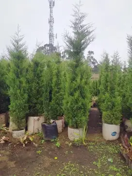 Pohon Cemara wangi atau cemara natal
